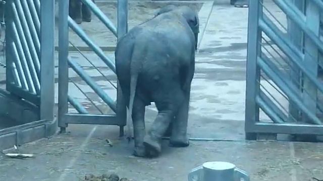 Слон в пражском зоопарке смотреть онлайн