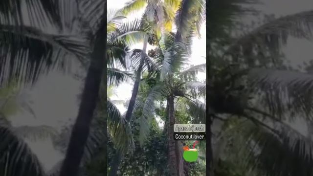 coconut tree || coconut farm || #short #coconut #farming #farmer