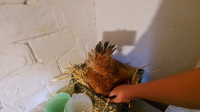 отдал цыплят пушинке)) смотреть онлайн