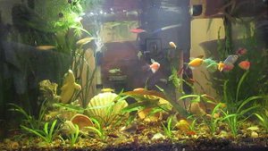 Аквариум день 40литров 35 рыбок