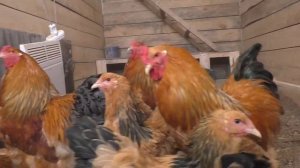 brahma dark, brahma buff columbian,брама тёмная и палевая 1080p 60fps