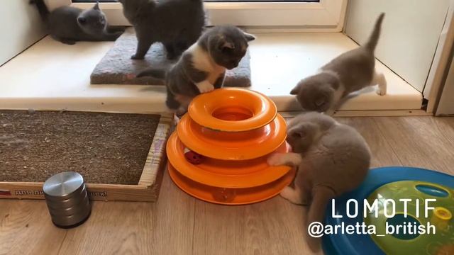 Британские котята, возраст 1 месяц