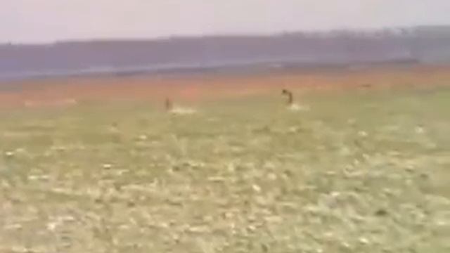 bakhmuls & wild hare смотреть онлайн