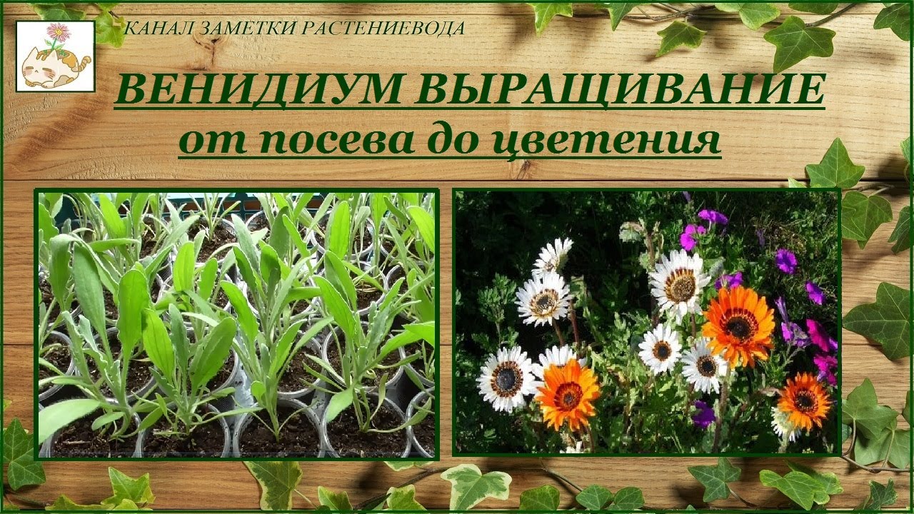Венидиум пышный (Арктотис великолепный) выращивание из семян от посева до цветения