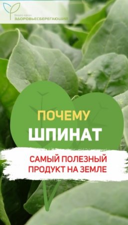 Почему шпинат – самый полезный продукт на Земле