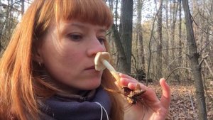 ГРИБЫ В НОЯБРЕ: Часть 1. Опята осенние, опята зимние, ложноопята кирпично-красные