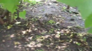 Чем подкормить смородину в конце мая и необычное мульчирование.