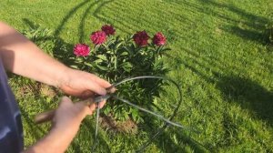 Самодельные универсальные опоры для цветов и кустов.