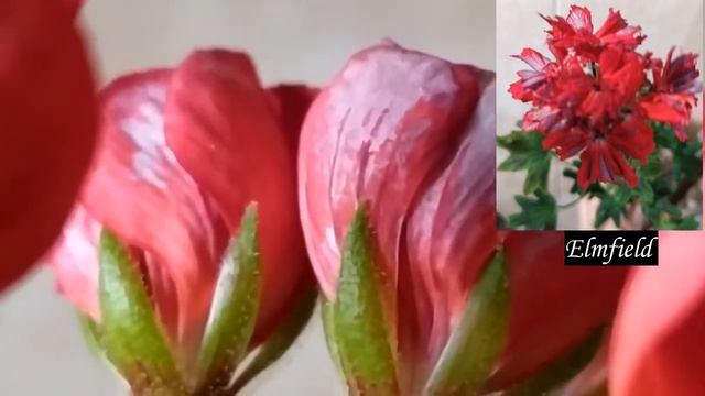 Лучшие сортовые пеларгонии.Тюльпановидная пеларгония , тюльпанка Mrs. или Mr. Charles ?10 достоинст