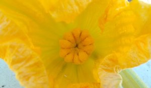 31. Тайна Тыквенного Цветка 2023 г