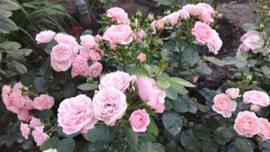 Цветение роз Гарден оф Роузес и Байландо .Blooming roses. Garden of roses .Balando.