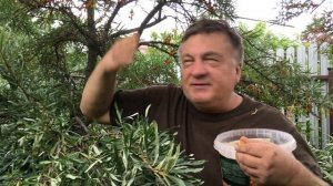 Облепиховое счастье или как прожить 100 лет