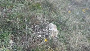 Цветы штенбергии. 06 февраля. Крым.