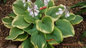 Хоста гибридная Фрейгрант Дрим (fragrant dream) ? обзор: как сажать, луковицы хосты Фрейгрант Дрим