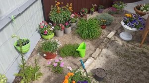 Самый красивый цветок. Как сажать катарантус