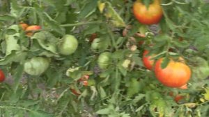 О сортах томатов СПРИНТ ТАЙМЕР 2