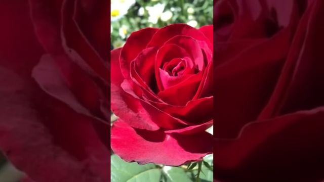 Роза Софи Лорен #роза#садоваяроза#розасофилорен#тантау
