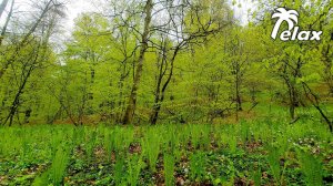 Birds Singing in the Spring  Forest during the Rain