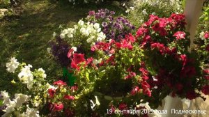 Лобелия, петуния в кашпо и на клумбах