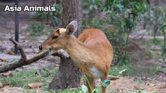 Beautiful Small Deer_Muntjac |Asia Animals| смотреть онлайн