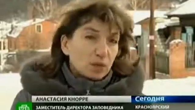 Бродячие собаки атакуют заповедник «Столбы»
