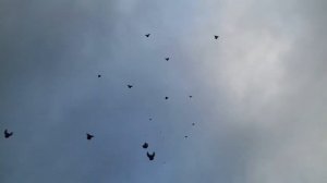 НИКОЛАЕВСКИЕ ГОЛУБИ /pigeons/ НИКОЛАЕВСКАЯ БАБОЧКА ВОВЫ КЕРЧЕНСКОГО