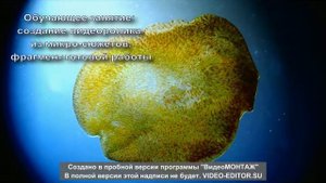 Ролик о курсе Микроскопический анализ