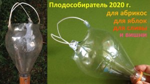 Плодособиратель (рвач) из пластиковой бутылки для абрикос, слив, вишен, яблок и др. Трёхметровый!