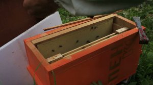 Есть ли матка в отводке, как проверить? 100% результат.