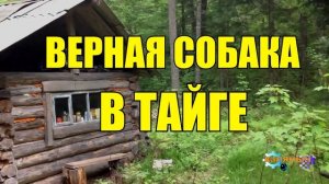 ВЕРНАЯ ОХОТНИЧЬЯ СОБАКА  ЖИЗНЬ В ТАЙГЕ