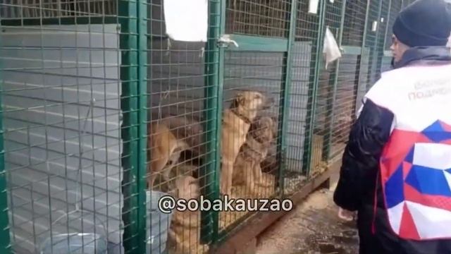 В гостях приюта «Щербинка» снова гости! Экскурсию провели волонтеры проекта помощи Собака Юзао