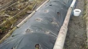 Посадка земляники (клубники) в земляные валы.