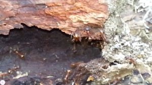 Муравьи в парке-2