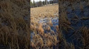 Вездеход Охотник М