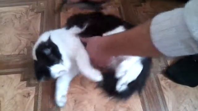 Фурминатор смотреть онлайн