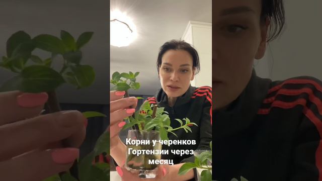 Корни у черенков ГОРТЕНЗИИ уже через месяц порадуют Вас💪