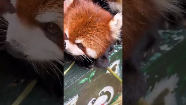 Жизнь красной Панды | Panda - Cute | Zoo