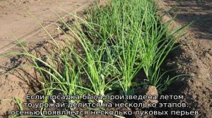 Лук с плоскими широкими листьями