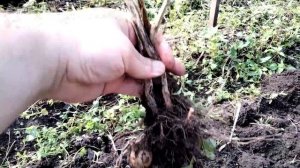 Картофель, который дает урожай в любую погоду/ Сорт "КОРОЛЕВА АННА"