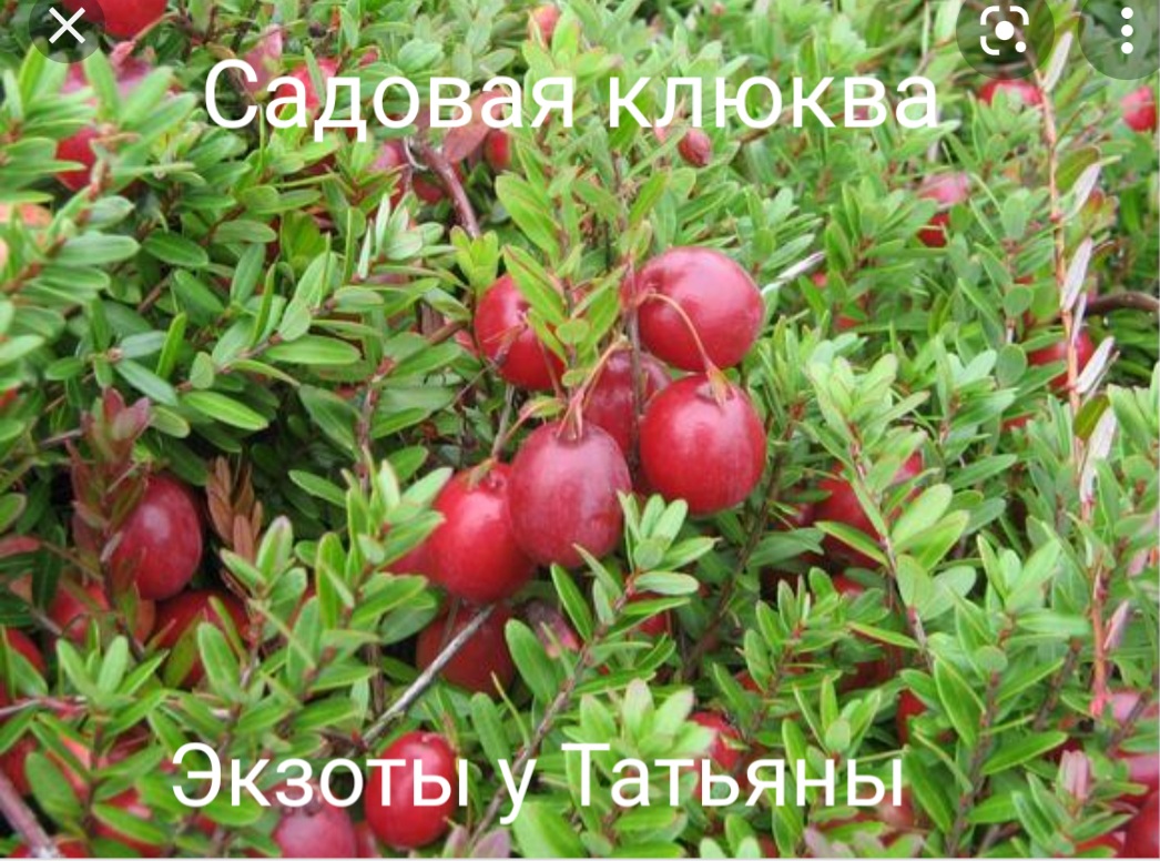 Клюква Стивенс, размножение и выращивание