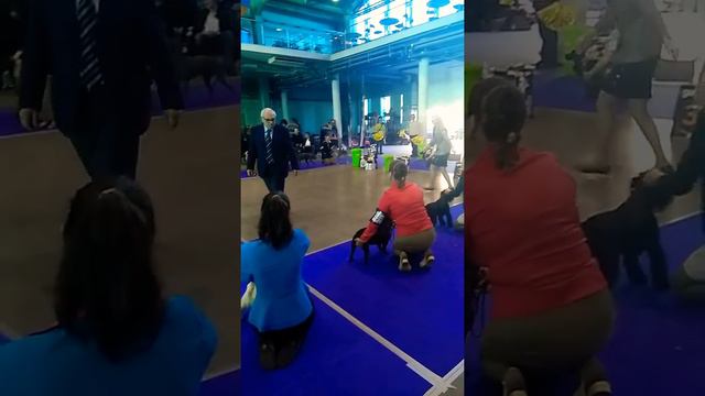 Питомник шпицев Невский Олимп