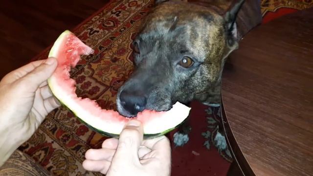 Собака ест арбуз. смотреть онлайн