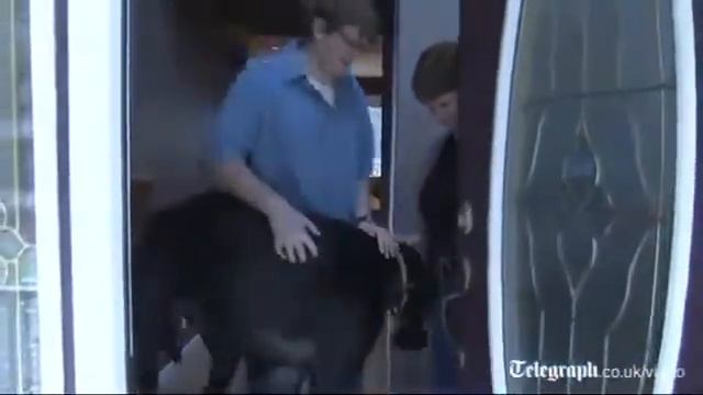 Самая большая собака в мире !!! Вы такую когда нибудь видели!!!! смотреть онлайн