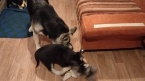 Щенки восточно-европейской овчарки играют с матерью после еды 29.11.2023.