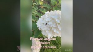 Гортензия метельчатая. Сорт Пинк энд роус (pink and rose). Цвет «Клубничное мороженое».