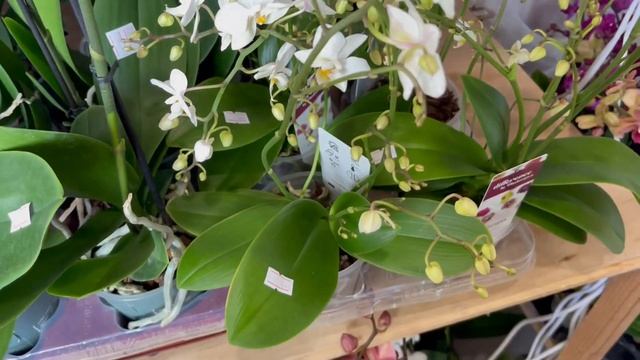 ? ОРХИДЕИ - СКИДКА 10% !!! ПРОДАЖА ОРХИДЕЙ Редкие Эксклюзивные сорта. Купить орхидею. смотреть онлайн