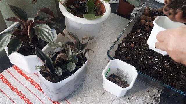 Комнатные растения. Мои пеперомии .Посадка ,размножение и уход в домашних условиях.