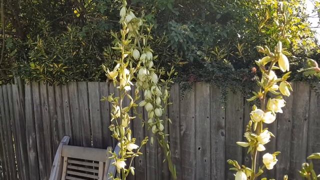 Yucca filamentosa - Adam's needle and thread смотреть онлайн