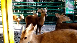 Косули в вольере со свободным доступом.