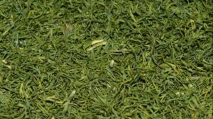 Как сушить укроп